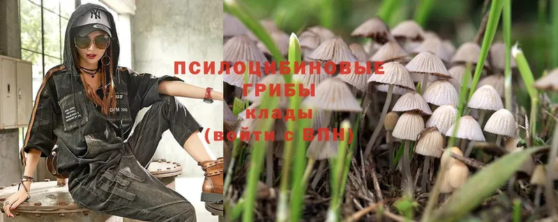 Галлюциногенные грибы Psilocybe  Энем 